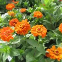Semințe de Zinnia (Cârciumăreasă) Orange King