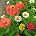Semințe de Zinnia Peppermint Stick, mix multicolor