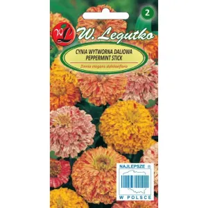 Semințe de Zinnia Peppermint Stick, mix multicolor