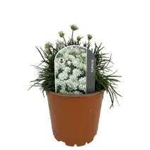 Armeria Armada albă