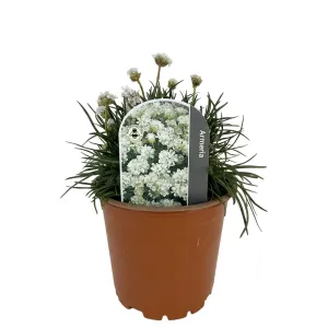 Plante Ornamentale pentru Grădină și Curte - ROA Garden