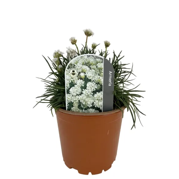 Armeria Armada albă