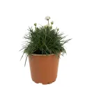 Armeria Armada albă