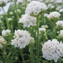 Armeria Armada albă