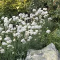 Armeria Armada albă