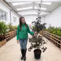 Arțar japonez (Acer palmatum), ghiveci 20L, H 160-180 cm