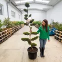 Bonsai leylandii aurea, ghiveci 50L, H 180-200 cm