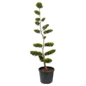 Bonsai leylandii aurea, ghiveci 50L, H 180-200 cm