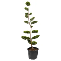 Bonsai leylandii aurea, ghiveci 50L, H 180-200 cm