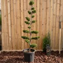 Bonsai leylandii aurea, ghiveci 50L, H 180-200 cm