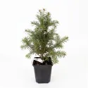 Brad alb romanesc (Abies alba) la ghiveci P12