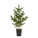 Brad balsamea (Abies balsamea) la ghiveci C1