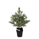 Brad concolor (Abies concolor) la ghiveci P6
