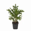 Brad fraseri (Abies fraseri) la ghiveci P6