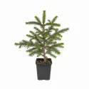 Brad grandis (Abies grandis) la ghiveci C1