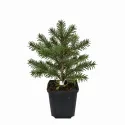 Brad nordmanniana (Abies nordmanniana) la ghiveci P6