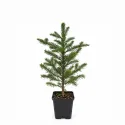 Brad procera (Abies procera) la ghiveci C1