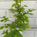 Carpen (Carpinus betulus)