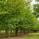 Carpen (Carpinus betulus)
