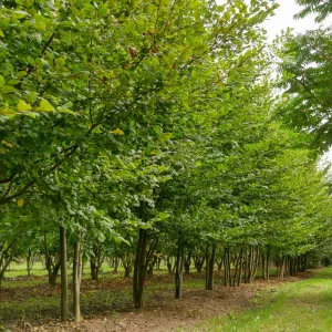 Carpen (Carpinus betulus)