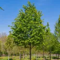 Carpen (Carpinus betulus)