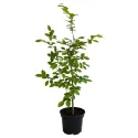 Carpen (Carpinus betulus)
