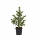Cedru libanez (Cedrus libani) la ghiveci C1