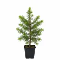 Duglas (Pseudotsuga menziesii) la ghiveci P12