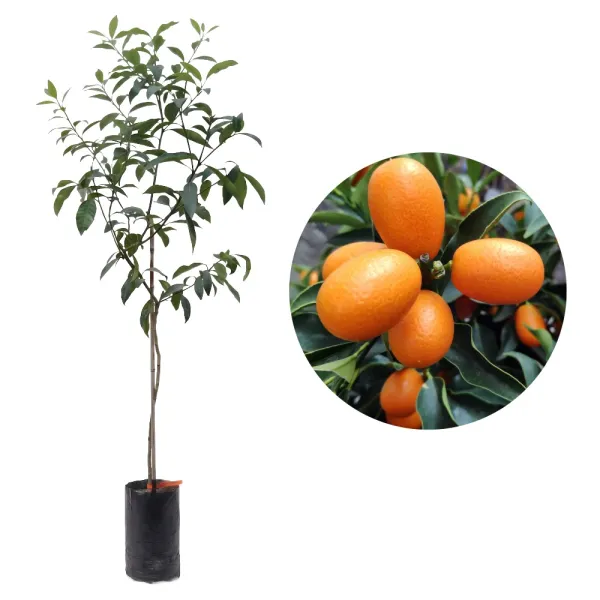 Kumquat (Citrus japonica)