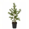 Larice, Zadă (Larix decidua) la ghiveci C1