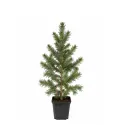Molid argintiu Kaibab (Picea pungens Glauca Kaibab) la ghiveci C1