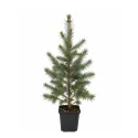 Molid sârbesc (Picea omorika) la ghiveci C1
