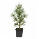 Pin austriac negru (Pinus nigra austriaca) la ghiveci C1