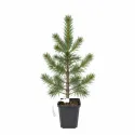 Pin silvestru (Pinus sylvestris) la ghiveci C1