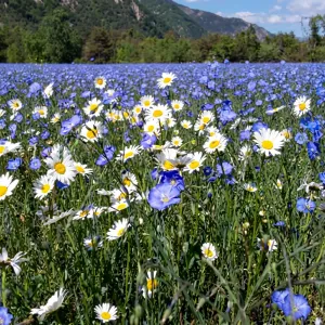 Semințe Perennial Landscape amestec de soiuri 4 kg