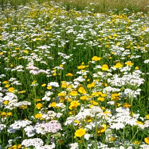 Semințe Shade flowers amestec de soiuri 2.5 kg