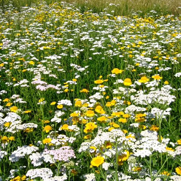 Semințe Shade flowers amestec de soiuri 2.5 kg