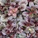 Vinețică (Ajuga) Mahagony