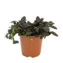 Vinețică (Ajuga) Mahagony