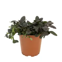 Vinețică (Ajuga) Mahagony