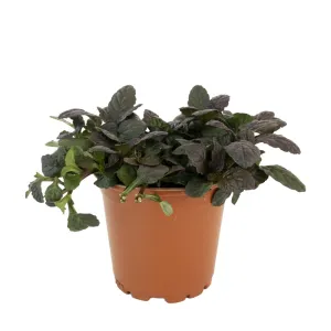 Vinețică (Ajuga) Mahagony