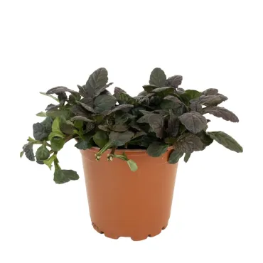 Vinețică (Ajuga) Mahagony