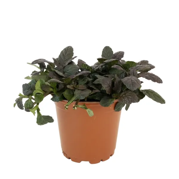 Vinețică (Ajuga) Mahagony