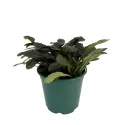 Vinețică (Ajuga) Midnight Mistery