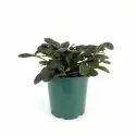 Vinețică (Ajuga) Midnight Mistery