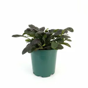 Vinețică (Ajuga) Midnight Mistery