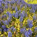 Vinețică (Ajuga) Petite Parakeet