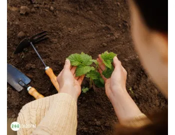 10 greșeli pe care să nu le faci când plantezi toamna