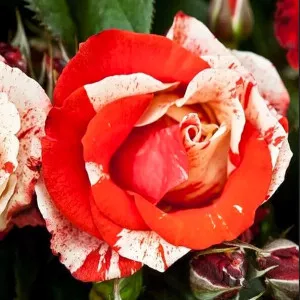 Trandafir polyantha Hanky Panky la ghiveci 2L