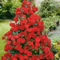 Trandafir urcător Red